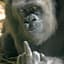 GORILLAMIES
