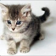 KattKatten