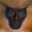 Gee's Golden Langur