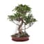 Ficus