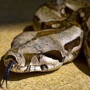 EL BOA