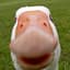 FCSillyGoose