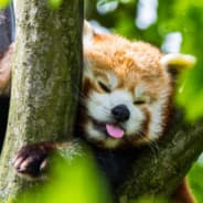 AMBUpanda