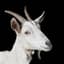 ScrapGoat