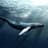 Whale