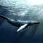 Whale