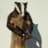 AwkwardBadger