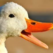 Quackalot