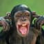 Dirtmonkey©