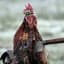 Dead Rooster