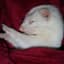 SleepyWeasel