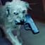 John Wick´s Dog