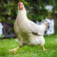 ZUS | McChicKen