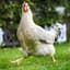 ZUS | McChicKen