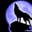 White Game Wolf