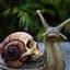 Captain Snail