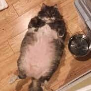 FAT CAT