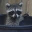Raccoon