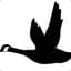 Goose