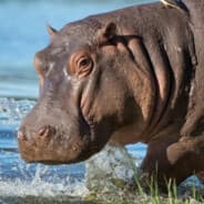 LoweredHippo
