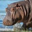 LoweredHippo