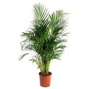 Stueplanten