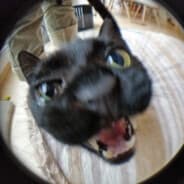 Jeckoa