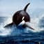 Orca