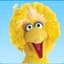 BigBirdjr