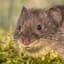 Wühlmaus