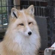 Red_Marble_Fox_66