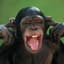 SCREAMING CHIMPANZE