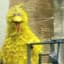 BigBird