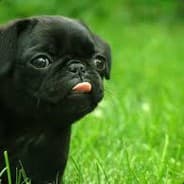 Puggy