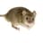 Mouse2078
