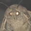 Mothman