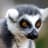 Lemur
