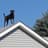 Roof Dog