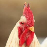 ChickenMan101
