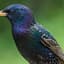 Starling
