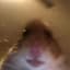 Brocc