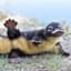 A Holy Platypus