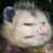 Opossum_Pete