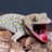 TheDefunctGecko