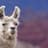 Llama