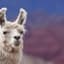 Llama