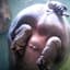 FARTING HIPPO