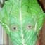 Lettuce Jones