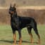 Dobermann