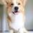 CorgoPupper